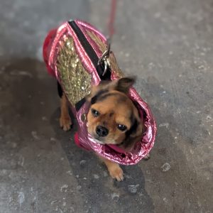 Tor Collective stall-holder dog coat